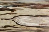 Free-Standing, Polished Petrified Wood - Madagascar #214839-5